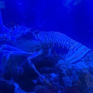 Meet your Posher, Adriene